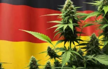 Jakie są szanse, na legalizację marihuany w Niemczech w 2024?