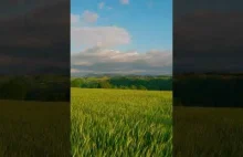 Green Fields With Wind Noise #shortvideo #shorts #naturesounds