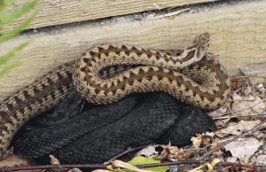 Garść ciekawostek na temat żmii zygzakowatej (Vipera berus)