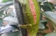 Jak wyglądają narodziny kameleona