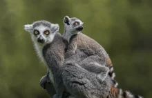 Król Julian na talerzu? Szokujące wieści o lemurach z Madagaskaru