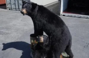 Spreparowane niedźwiedzie na Bazie Kontenerowej w Gdyni! Służby udaremniły przem