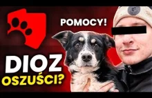 DIOZ - Gdzie kończy się pomoc, a zaczyna biznes?