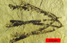 Żywe skamieniałości: Zapisane w kamieniu