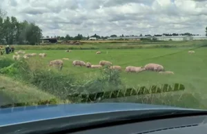 Na koncie ma kradzież 115 warchlaków. Grozi mu 10 lat więzienia