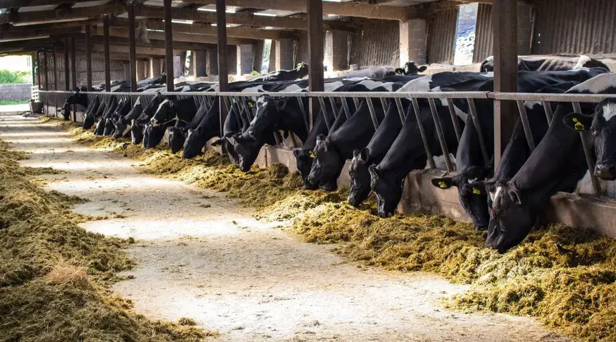 Polscy rolnicy mogą być z siebie dumni. Pod tym względem stanowimy czołówkę UE