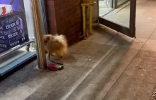 Tysiąc złotych za przywiązanie psa pod sklepem w zimę