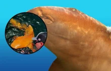 Rekin jak z kreskówki! Niezwykłe odkrycie