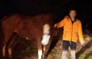 Próbował wprowadzić klacz do bloku