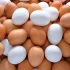 Białe jaja wyprą brązowe
