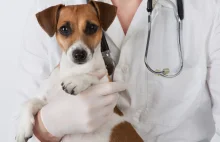 Wrocław otworzy pierwszy całodobowy SOR dla zwierząt w Europie Środkowej