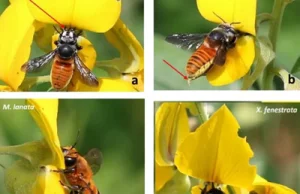 Adaptacja kwiatów motylkowych regulująca dostęp do pyłku i nektaru