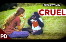 Smutna historia szympansa o imieniu Nim [ENG]