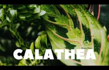 Everything You Need to Know About Plant Calathea