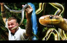 Wąż eskulapa - największy z węży występujących na terenie Polski