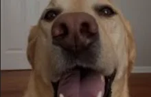 Coś śmiesznego o psach dla odmiany