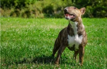 Znowu dziecko pogryzione przez psa.