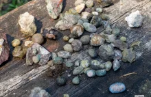 Tu możesz znaleźć prawdziwe skarby - Kamieniołom Łomy w Lubiechowej