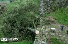16 latek aresztowany w związku ze ścięciem słynnego drzewa przy Wale Hadriana