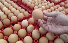 Drożyzna w Czechach, wzrost cen jaj w UE jest największy w Czechach.