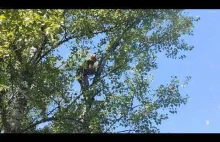 Kozak obcina drzewa ( part 2 )