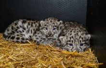 We wrocławskim zoo urodziły się pantery śnieżne