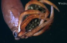Kałamarnica Olbrzymia - niezwykłe odkrycie w głębinach Zatoki Kalifornijskiej