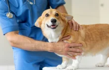 Jedyne takie narzędzie na świecie. Polski wynalazek uratuje pieski