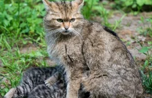 Wygląda jak domowy kot. W Polsce zostało ich zaledwie 200