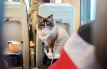 Pasażerka ukarana za miauczenie kota. Kontrowersyjna decyzja kolei