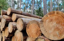 Niezgodna z interesem polskiej gospodarki działalność Lasów Państwowych