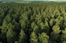 Bruksela będzie decydować o polskich lasach? Minister Moskwa: Nie pozwolimy na