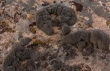 Znaleziono gatunek mchu który może przeżyć na Marsie