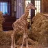 Żyrafa przyszła na świat w łódzkim ogrodzie zoologicznym
