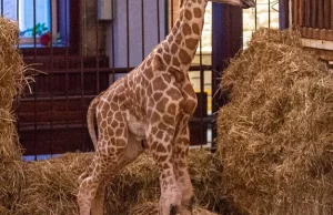Żyrafa przyszła na świat w łódzkim ogrodzie zoologicznym