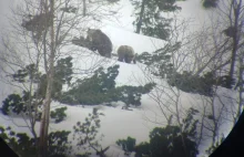 Niedźwiedzie w Tatrach. Zamknęli szlak