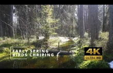 4K Spring Birds Chirping in Deep Forest - 2Hours Birds Singing Soothing Nature S