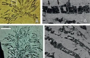 Współistnienie paleozoicznych form roślinnych i zwierz. – glonów i graptolitów