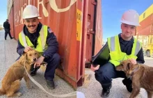 Pies uratowany z morskiego kontenera. Spędził w nim co najmniej tydzień