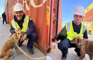 Pies uratowany z morskiego kontenera. Spędził w nim co najmniej tydzień