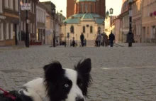 Wielkopolska otwarta na turystów z psami