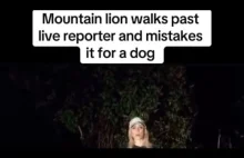͏USA. Reporterka na wizji pomyliła pumę z psem.