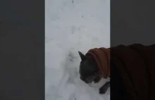 French Bulldog eating snow #frenchbulldog