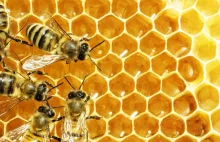 Populacje pszczół zagrożone falami upałów. Wpływ temperatury na pszczoły.