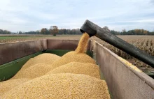 Jest nowy rekord świata w plonie kukurydzy. Imponujący wynik