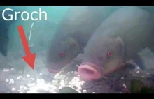 Reakcja ryb na groch