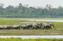 Słonie indyjskie chowają swoje zmarłe dzieci