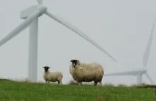UE ugryzła się we własny ogon? Nowa dyrektywa doprowadzi do likwidacji farm wiat