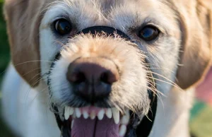 W labradorze nagle obudziła się bestia. Pies kąsał bez opamiętania