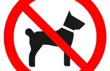 Między tolerancją a higieną. Czy psy powinny wchodzić do restauracji?